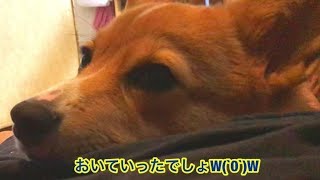 コナン行方不明！？コナンどこにいるの（泣）【俺様コーギーの一日】コギちゅーばー　子犬のコナン