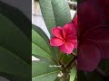 kathgolap cinematic whatsapp status video you re my flower. neel bonsai garden