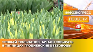 Урожай тюльпанов начали собирать в теплицах гродненские цветоводы