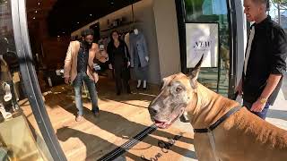 Great Dane Cash 2.0 Hanging Out @ Rodeo Dr 2023 ( 4 of 6 )