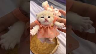 Funny Cats - 🐈🐕Funny Dogs - 🐕🐈Funniest Cats and Dogs Video#shorts#viral 😺🐶6