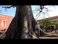 HACIENDA de San Diego, San Luis Potosi y Su Arbol donde Colgaban a los Ladrones - ALMA Coronel