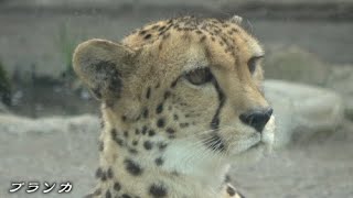 チーたんの日常ブランカ、コハク、【猫のような猛獣チーター 169章】#多摩動物公園