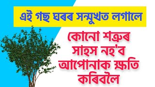 এই গছ ঘৰত লগালে কাৰো সাহস নহ'ব আপোনাক কথা কৱলৈ।।