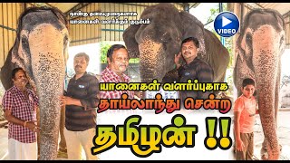 நான்கு தலை முறைகளாய் யானைகளை வளர்க்கும் குடும்பம் | Elephant Familys| Hello Madurai | App | TV | FM