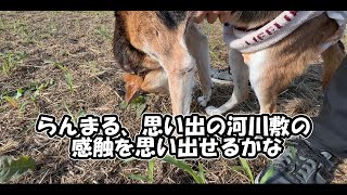 【元保護犬らんまるとなな】らんまる、思い出の河川敷の感触を思い出せるかな