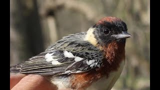 Home window assessment for bird collision prevention