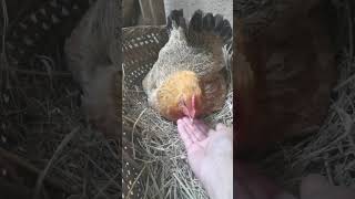 Funniest Chicken and Egg videos -Best Funny Animals and birds videos 2024 #chicken #funnyanimals