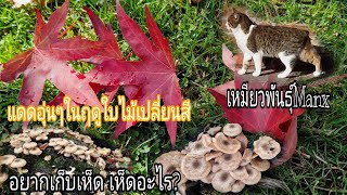 แดดอุ่นๆในฤดูใบไม้ร่วง เห็ดเต็มขอนไม้ น้องเหมียวManx#เก็บเห็ด#Manx#Autumn