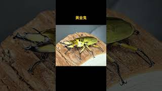 金色亮晶晶 馬場黃金鬼#甲蟲 #昆蟲 #異寵 #奇異動物召集令 #神奇動物