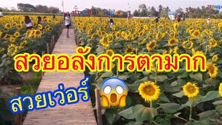 เหลืองอร่าม สวยงามมากๆ ท้องทุ่งดอกทานตะวัน สวยเว่อร์ The sunflower field is very beautiful.