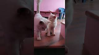 எங்க குடும்பத்தில் நாங்க 🤣🤣 #cat #cats #tamil #பூனை #maduraimuthu #comedy #funnycats #trendingshorts