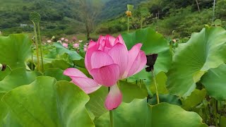 夏日·又见荷花开   Summer · See the lotus again