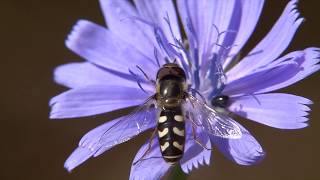 Insects on chicory. Insekten auf gewöhnlicher Wegwarte