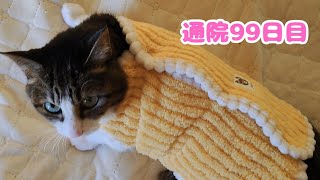 【671日目】今日も腎臓病と闘うミュウちゃん#猫#ねこ#cat#cute#猫の腎臓病#慢性腎臓病猫#猫のいる暮らし#保護猫