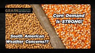 STRONG Corn Demand + South American Dryness