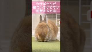 ウサギさんが寝ているかどうか判断する方法 #うさぎのうい #bunny #shorts