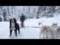 Bernese mountain dog first time pulling a dog sled