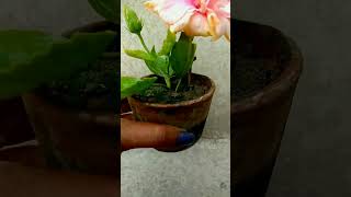 #hibiscus  চায়ের কাপে আকার টবে তিন আঙুল গাছে বড় ফুল, কাটিং চারা তে আজ প্রথম ফুল