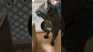 【猫】快適な長男　#shorts #猫　 #ねこ