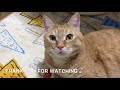 新・猫ちゃん用ハンモックの作り方 how to make a hammock for cats. new version.