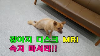 강아지 디스크 MRI 진단은 백퍼 사기입니다!!! 뒷다리 미끄러지는거 디스크(IVDD)증상 아닙니다!!