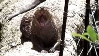 Yawn.Oriental small-clawed otter.コツメカワウソのあくび。