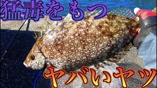 【危険】釣り人要注意です！ 釣れたら触れないで！猛毒をもつ魚【アイゴ】