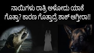 ನಾಯಿಗಳು ರಾತ್ರಿ ಅಳೋದು ಯಾಕೆ ಗೊತ್ತಾ? ಕಾರಣ ಗೊತ್ತಾದ್ರೆ ಶಾಕ್ ಆಗ್ತೀರಾ!!