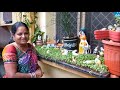 artificial forest... with microgreens మైక్రో గ్రీన్స్ తో అందమైన అడవి తక్కువ ఖర్చుతో చేసేయొచ్చు