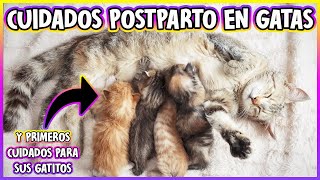 How to care for a kitten after giving birth and her kittens