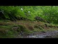 rain sound in a moss bracken fern primeval forest pocheon pyeong gang botanical garden. rainsound