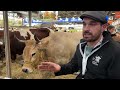 salon de l agriculture vu de bretagne les vaches bretonnes