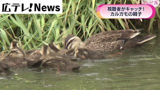 【視聴者情報】カルガモ親子をキャッチ！