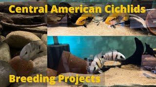 Central American Cichlids Breeding Projects