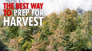 How and When to Flush Cannabis Plants The Right Way