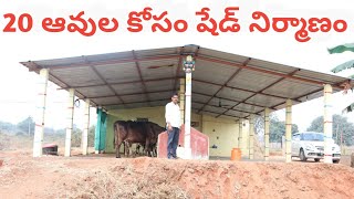 new farm shed cost/dairy shed construction/ కలర్ ఫుల్ గా వేసుకున్న కొత్త డైరీ షేడ్