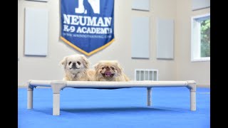 Hershey & Heidi (Pekingese) Boot Camp Dog Training Video Demonstration