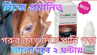 নিজে প্রমাণিত। গরু চোখ দিয়ে পানি পড়া ভালো হবে মাত্র দুই ঘন্টায় @KrishiBari99 @কৃষি বাড়ি