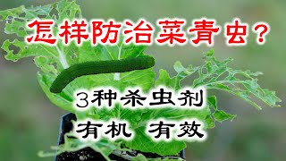 怎么防治菜青虫？介绍3种有机、有效和安全的杀虫剂