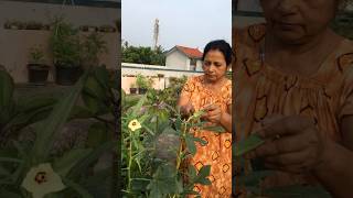 Harvest from Terrace Garden | PlantishQ | Tamil | #shorts