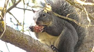 Western Gray Squirrel Foraging on Monterey Pine