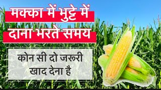 मक्का में भुट्टे में दाने बनते समय डाले !! यह ज़रूरी दो खाद !! संपूर्ण जानकारी #makkakikheti