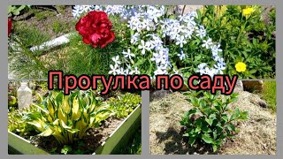 Прогулка по саду.Красивая хоста.Слепые побеги у роз.Гортензии.