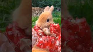 Nenjinile Nenjinile beautiful song Lovely Lovely rabbit eating #shorts #short #rabbit #eating#fruit