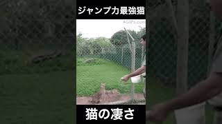 【神技】猫はやっぱりすごい😼#shorts