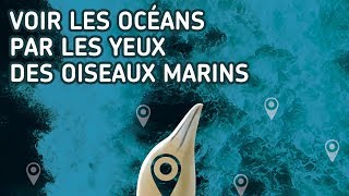 Planete-Conferences - Voir les océans par les yeux des oiseaux marins