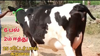 25 லிட்டர் கரவைத்திரனில் மாடு விற்பனை @Lakshmi-dairy-Farms #cow #dairy #sales #sale #good #farming