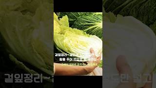 3인3끼. 배추김치만들기. 배추3포기절이기. 배추절이는방법