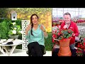 ships 5 1 avant flora 3 piece big red begonia live plants on qvc